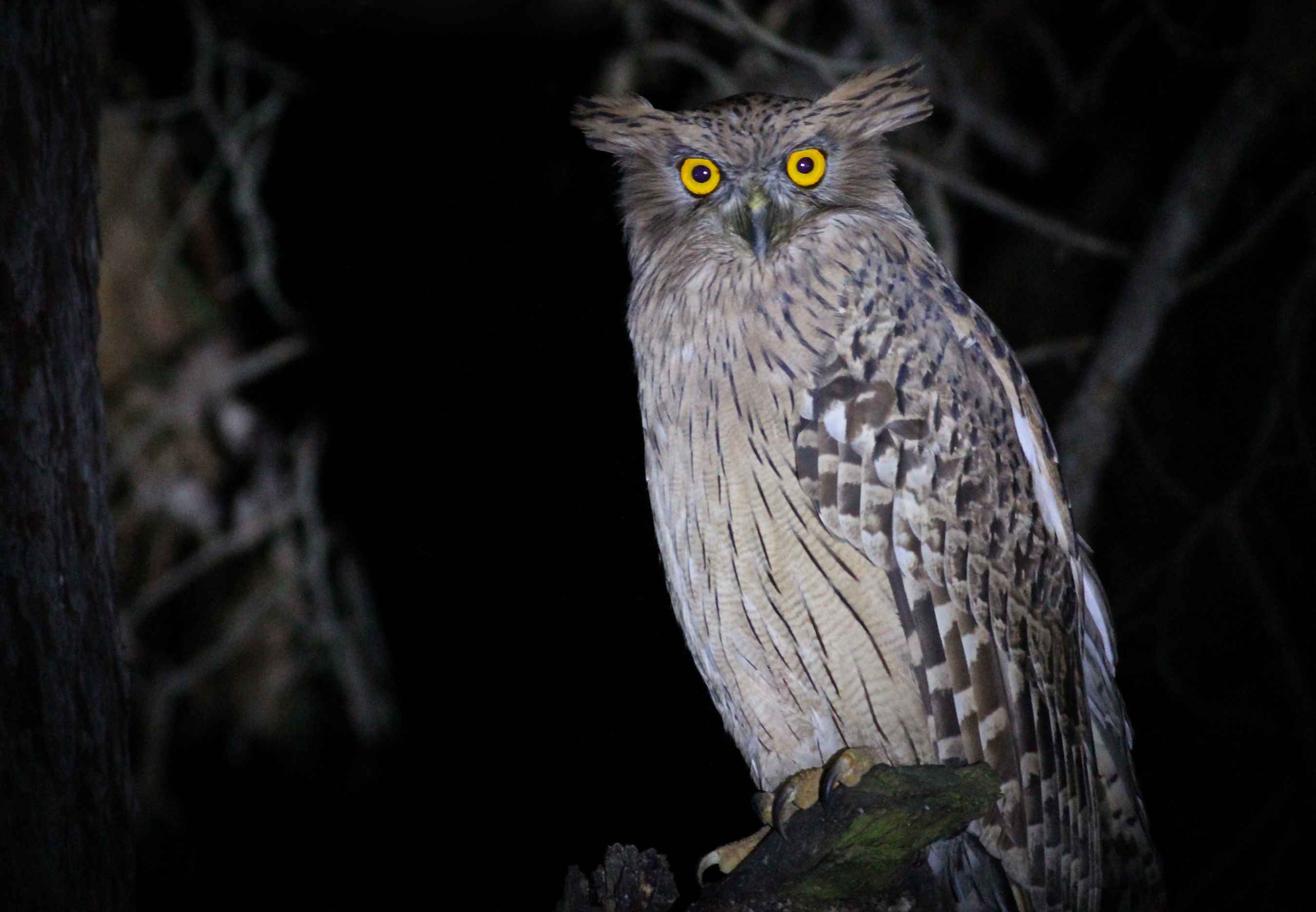 Brown Fish-Owl
